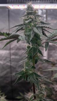 Auto Purple - картинка 1