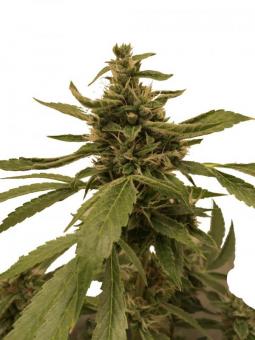 Double Dutch reg - картинка 1