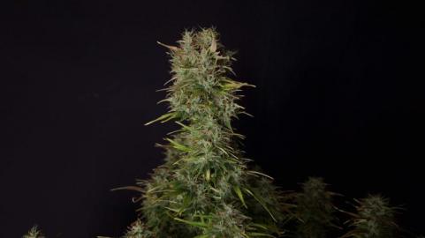 Niagara Auto - картинка 6