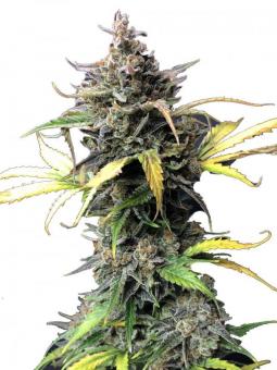 Cherry Cola Auto - картинка 1