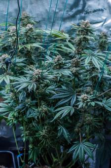 Delicius Cookies Early Version - картинка 3