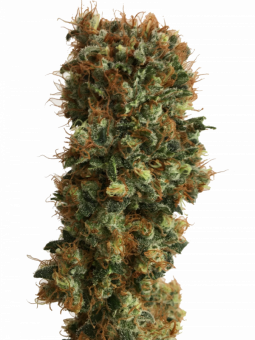 BCN Sour Diesel - картинка 1