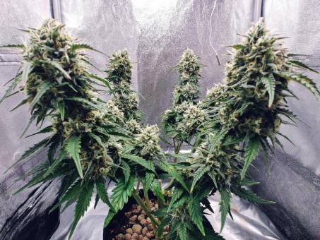 Auto Kong 4 Auto - картинка 2