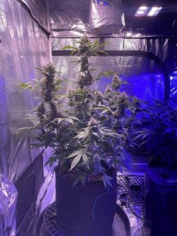 Sour Ripper - картинка 4