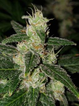 Great White Shark - картинка 1