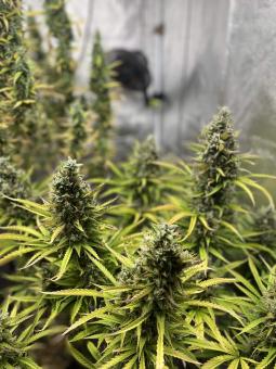 Auto Lemon Kix - картинка 2