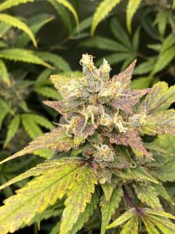 Wedding Cheesecake Auto - картинка 4