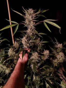 Kosher Cake Auto - картинка 3