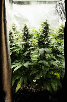 Blueberry - картинка 3