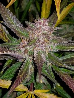 Cream Cookies Auto - картинка 8