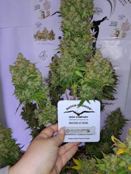 Auto Lemon Kix - картинка 3