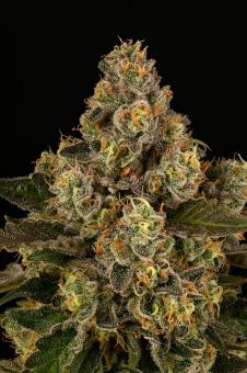 Apollo Black Cherry - картинка 2