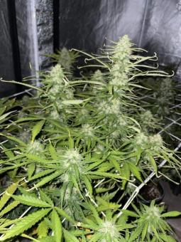 Northern Lights Auto - картинка 2