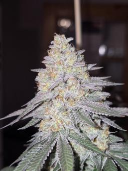 Stromboli Auto - картинка 1