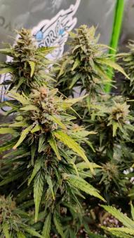 Kamala OG Auto - картинка 2