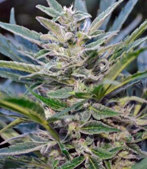 Auto Think Big - картинка 1