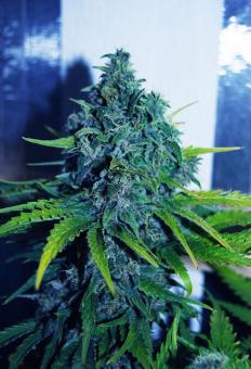 Sweet Purple - картинка 4