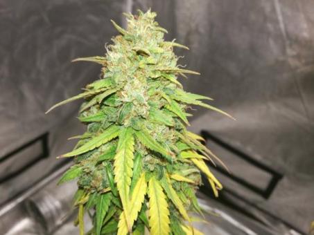 Creamy Kees - картинка 4