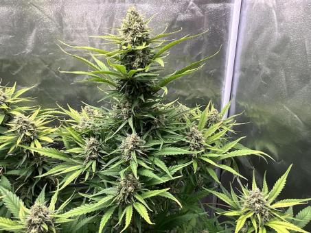 Cherry Cola Auto - картинка 3