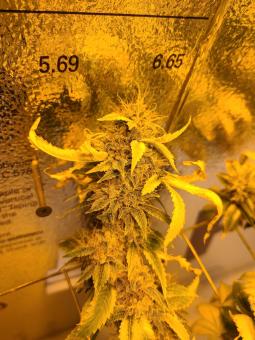 Tahoe Cure - картинка 5