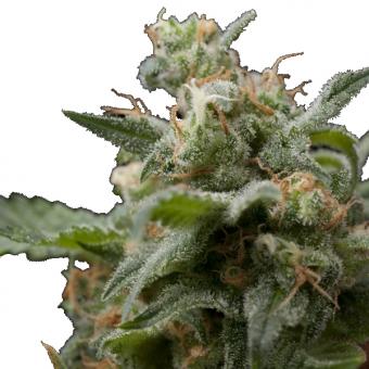 Super Hash - картинка 1