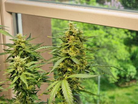 Buddha Diesel - картинка 1