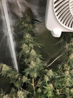 HiFi 4G - картинка 5