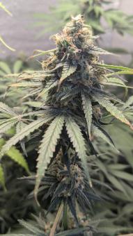 Papaya Zoap F1 Fast Version - картинка 1