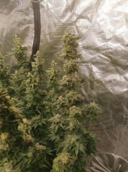 Sweet Mandarine Zkittlez F1 Fast Version - картинка 1