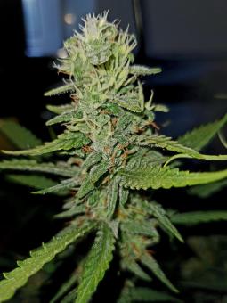 Gelato Auto - картинка 1