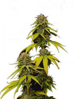 CBG-Force - картинка 5