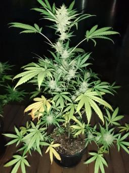 Black Toffee Auto - картинка 4