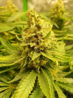 Northern Lights - картинка 1