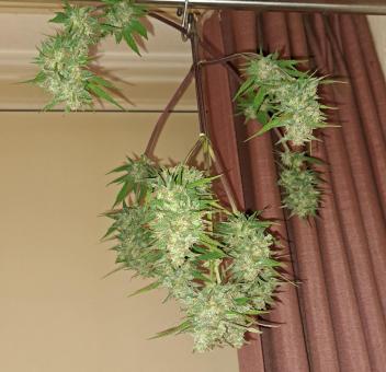 Pineapple Slush XL Auto - картинка 2