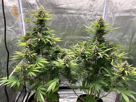 Cherry Cola Auto - картинка 4