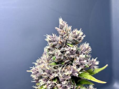 Purple Punch Auto - картинка 3