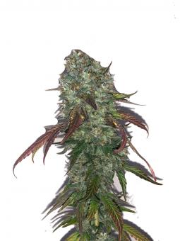 Sweet Madness Auto - картинка 5