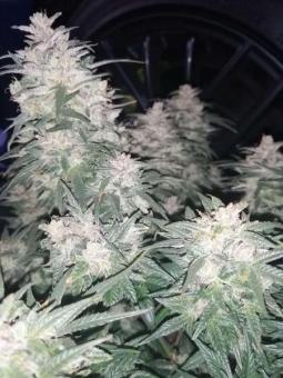 CBD Charlotte's Angel - картинка 1