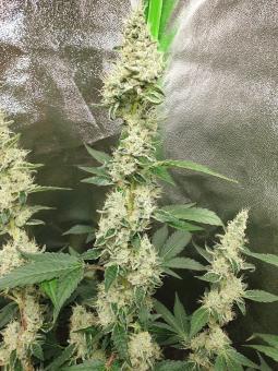 Cookies USA - картинка 4