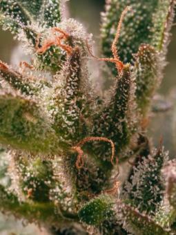 THC-Victory - картинка 4