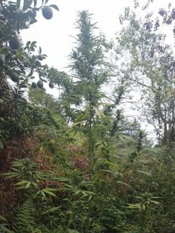 Jack’s Dream - картинка 4