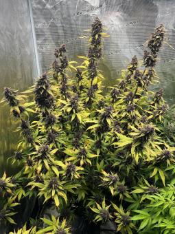 Mix Pack Auto - картинка 3