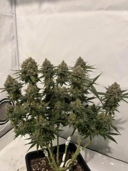 Mendocino Skunk - картинка 7