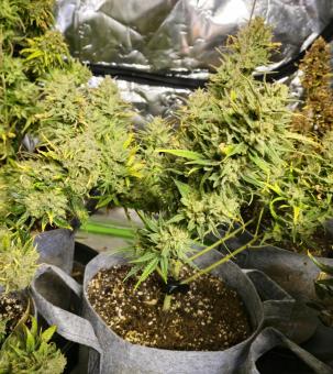 Strawberry Pie Auto - картинка 5