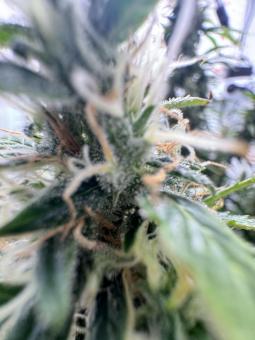 Wendy Auto - картинка 7