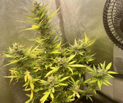 Bruce Lemon Diesel - картинка 5