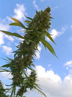 Sherbet Queen Auto - картинка 4