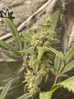 Original Auto AK - картинка 7