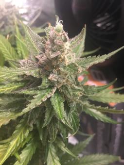 Green Poison - картинка 3