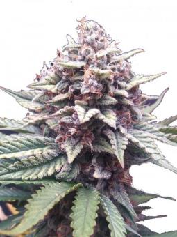 Fastberry Auto - картинка 5